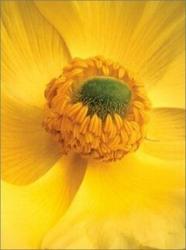 Flowers A-Z : Blank Journal